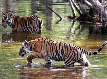 kanha tigre safaris